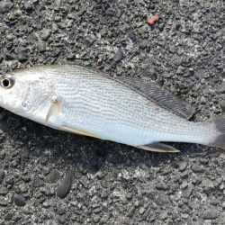 太刀魚は細い、イシモチは小さい。ヒラメはソゲる